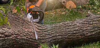 Best Storm Damage Tree Cleanup  in Channelview, TX