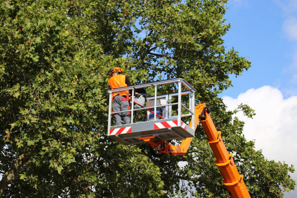 Best Tree Trimming and Pruning  in Channelview, TX