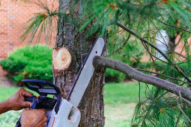Best Weed Control  in Channelview, TX
